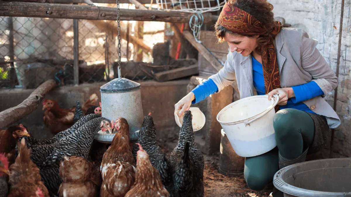 Real chicken keeper caring for her flock